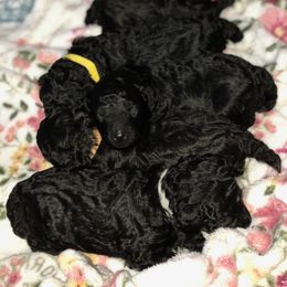 Poodle Puppies from Aura & Luxe Poodles