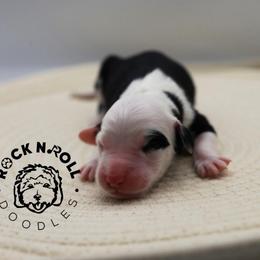 Hyacinth Bridgerton - Black and white female Sheepadoodle puppy in Edmond, Oklahoma from Rock N Roll Doodles