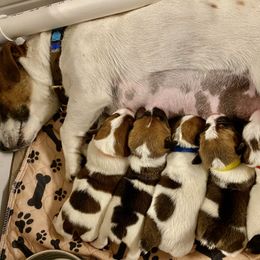 Golden Retriever and Jack Russell Terrier Puppies from Shelby Burleson's Golden Retrievers and Jack Russell Terriers