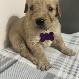 Golden Retriever and Poodle Puppies from Tori’s Golden Retrievers and Poodles