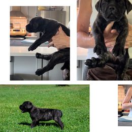 Girl 2 - Cane Corso puppy in Tennessee from Nuovo Inizi Kennels