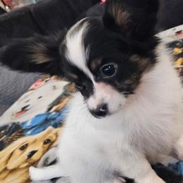 Male 3 - White black and tan male Papillon puppy in Lineville, Alabama from TimberLane Papillon's