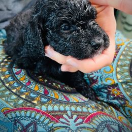 Poodle Puppies from Reuter Clan Poodles