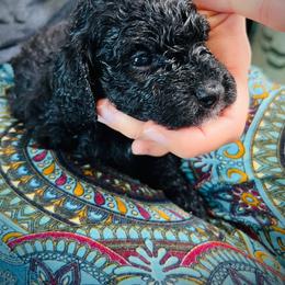 Poodle Puppies from Reuter Clan Poodles