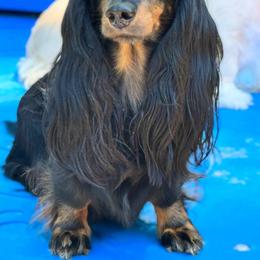 Faygo - Black and tan female Dachshund puppy in Steele, Alabama from Taylored Dachshunds