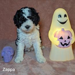 Zappa - Black and white male Cockapoo puppy in Sunset, Louisiana from Cano Cockapoos