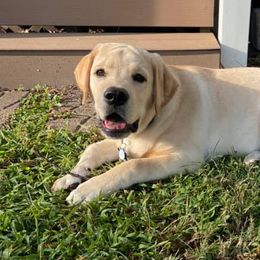 Labrador Retrievers from Belinda Nethercutt