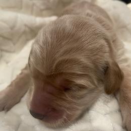 Yellow - Cream female Goldendoodle puppy in Medina, Ohio from Farmer Doodles