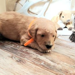 Poodle Puppies from Spangled Standard Poodles