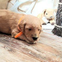 Poodle Puppies from Spangled Standard Poodles