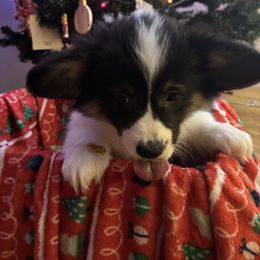 Chinook, light blue collar - Black and tan male Pembroke Welsh Corgi puppy in Gresham, Oregon from Simply loved corgis