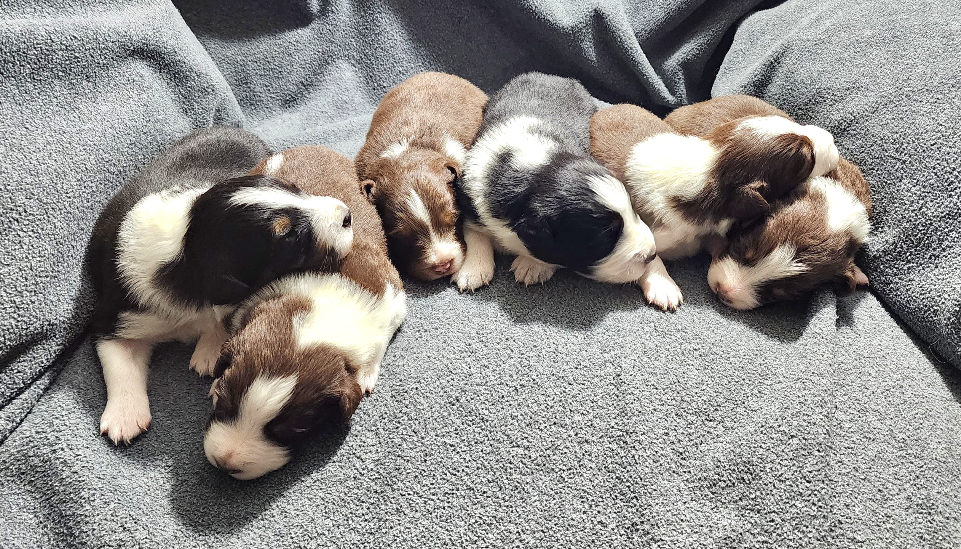 Australian Shepherds from B&D Standard Aussies