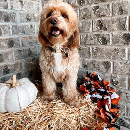 Snips - Goldendoodle