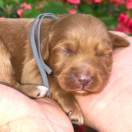 (Grey Collar) Cosmos - Red  male Goldendoodle puppy in Granite Falls Nc, North Carolina from Carolina Goldendoodles