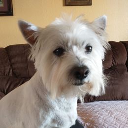Maggie - West Highland White Terrier