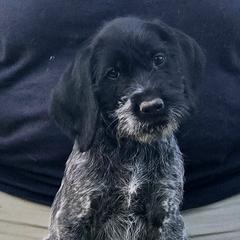 Versace - Black and white male German Wirehaired Pointer puppy in Wellston, Ohio from Blue Line GWPs