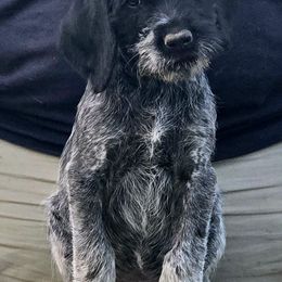 Versace - Black and white male German Wirehaired Pointer puppy in Wellston, Ohio from Blue Line GWPs
