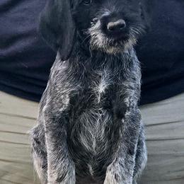 Versace - Black and white male German Wirehaired Pointer puppy in Wellston, Ohio from Blue Line GWPs