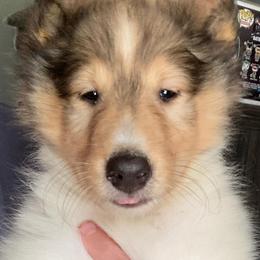 Artoo - Collie puppy from Medicine Wheel Farms and Kennels