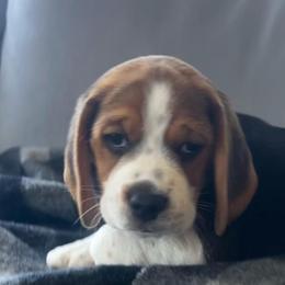 Boy 3 'Trey' - Black white and tan male Beagle puppy in Harrison, Arkansas from Leslie Beagles of Leslie Farm
