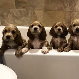 Cocker Spaniels from Flud Farm Cocker Spaniels