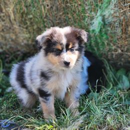 Stormy - Blue merle male Miniature Australian Shepherd puppy in Galesburg, Illinois from Garretts Green Acres