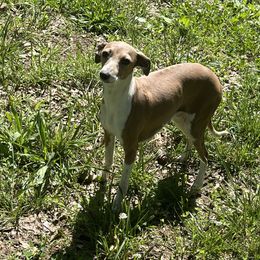 Cheyenne - Italian Greyhound