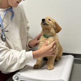 Golden Retriever Puppies from Fields of Gold Retrievers