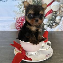 Yorkshire Terrier puppies from Ruby the poodle
