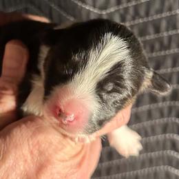 Girl 4 - female Pembroke Welsh Corgi puppy in Lima, New York from Hickory Springs Corgis