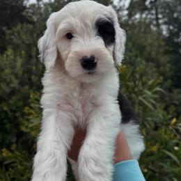 Sheepadoodle puppies from Dots Sheepadoodles