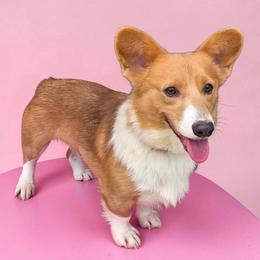 Violet - Pembroke Welsh Corgi