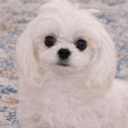 Coco - Maltese