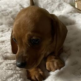 Dachshunds from June's Dachshunds