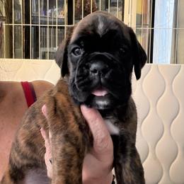 Miss Purple - Brindle female Boxer puppy in Sultan, Washington from Aphrodite Boxers Von Kesler Haus