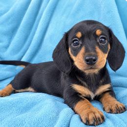 Raj- AKC - Black and tan male Dachshund puppy in Whitehouse, Texas from Daschund Pups