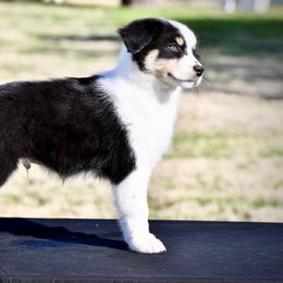 Australian Shepherd Puppies from Black Cow Kennels