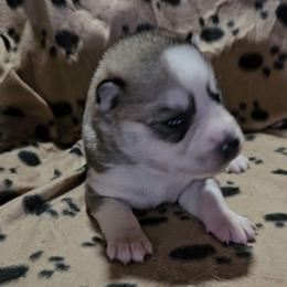 Boy 2 - Gray and white male Siberian Husky puppy in Lake Arthur, Louisiana from Gingers Husky Mansion