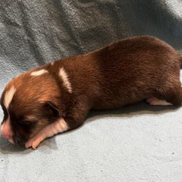 Male 3 - Sable male Pembroke Welsh Corgi puppy in Moundville, Alabama from Cartee Corgis - Debi Cartee Mills