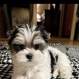 Maltese and Yorkshire Terrier Puppies from Precious Paws Maltese and Yorkies