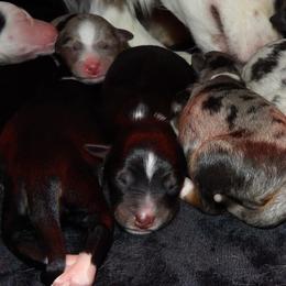 Miniature Australian Shepherds from High Mountain Aussies