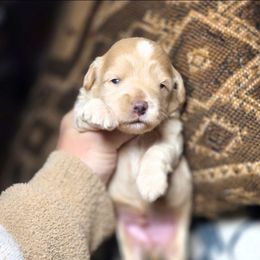 Snowman - Buff and white male Cockapoo puppy in West Point, Mississippi from Golden Paws