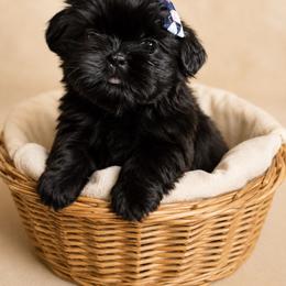 Chara - Black female Shih Tzu puppy in Abilene, Texas from L&L Euro Boxers and Small Town Shih Tzus