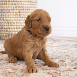 Goldendoodle, Irish Doodle, Labradoodle, and Poodle Puppies from Desert Doodles