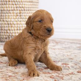 Goldendoodle, Irish Doodle, Labradoodle, and Poodle Puppies from Desert Doodles