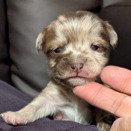 Jasper - Merle male Chihuahua puppy in Casper, Wyoming from Coffey Chihuahua Café