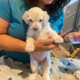 PEPPER - Cream Poodle puppy in Thornton, Colorado from Shandy Poodle
