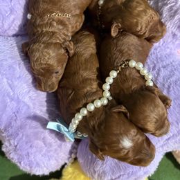 Assorted Doodle Crosses puppies from House of Poodles