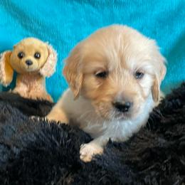 Peaches - Light golden female Golden Retriever puppy in Ennis, Texas from Amberidge Golden Retrievers
