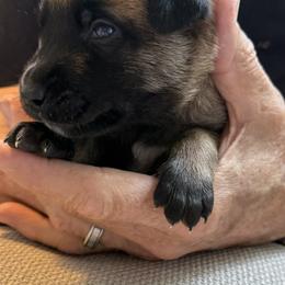 Girl 4 - Fawn female Belgian Malinois puppy in Franklin, Virginia from Morning Star Malinois